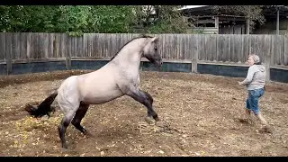 Flambo&acute;s Song 1