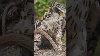 #Hawk #Eagle #Owl #Wildlife #Animal #EagleHawkOwl hawk vs snake, Owl vs snake fight, Eagle Vs Snake,