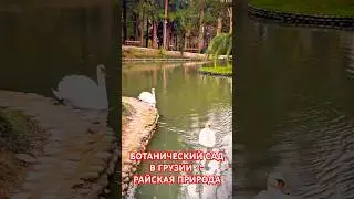 БОТАНИЧЕСКИЙ САД в ГРУЗИИ 🇹🇯 РАЙСКАЯ ПРИРОДА ЗУГДИДИ #autopodbortj #tourism