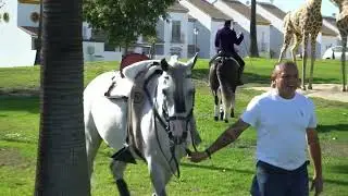 CABALLOS DE REJONEO l Calentamiento | Palos de la Frontera 2024