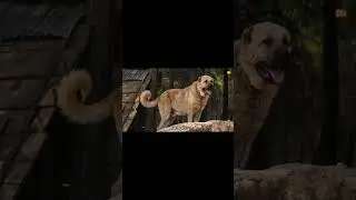 10 LARGEST Dogs In The World | Things around