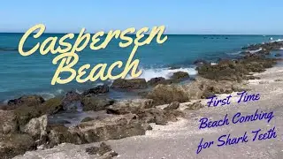 Combing Caspersen Beach for Shark Teeth