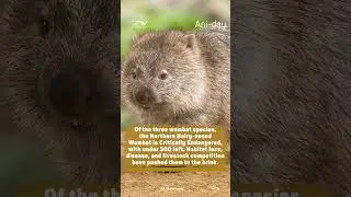 WORLD WOMBAT DAY #wildlife
