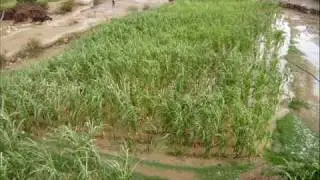مناظر من قرية ضفي مريس