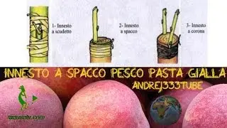 Botanica e giardinaggio - Pesco pasta bianca - Innesto a spacco (Lorenzo Bonino)-Tecniche di innesto