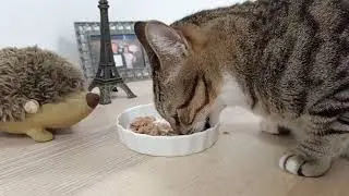 I eat Fussie Cat Tuna with Chicken. YUMMY I WANT MORE!!!