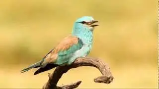 European Roller (Coracias garrulus)
