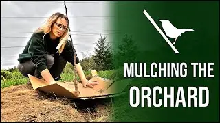Mulching the Orchard | Permaculture Orchard | Canadian Homesteading