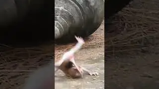 Very sad baby monkey falls from top tp bottom#shorts #monkey #youtubeshorts #videoshort #ytshorts
