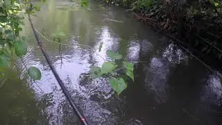 spot tail bass lutjanus fuscescens