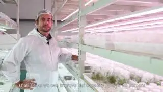 Win-win: plant growth and economic benefits - Exotic Plant, China (English subtitles)