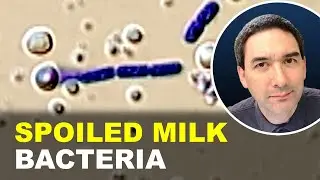 What makes MILK spoiled? | Old milk under the microscope