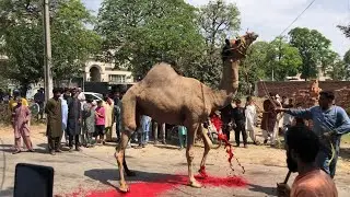 Camel Qurbani 2024 Wapda Town Gujranwala 🐪 | Full Video Link In Description 👇