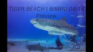 Wirodive | Sharkschool | Masters Liveaboard | Tiger Beach - Bimini | Preview April 2018