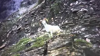 Wild Sheep Foundation Promo