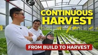 From Greenhouse Build to Continuous Harvest | Hydroponics Success in Pampanga 🇵🇭
