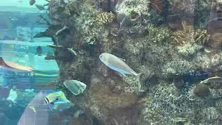 GIANT AQUARIUM IN JEDDAH INSIDE INTERNATIONAL AIRPORT (T-1)