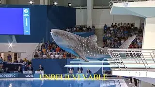 Which Fish Wins Gold  Animal Olympics