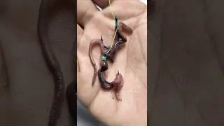 How to Put Worm Bait on a Hook #shorts #fishing #fishingbait