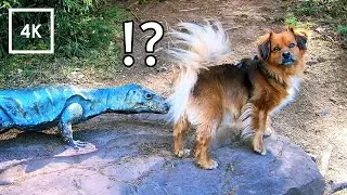 Two Dogs Explore a Dinosaur Adventure Trail | 4K Virtual Dog Walk