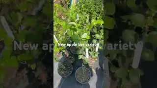 apple Ber new variety m16