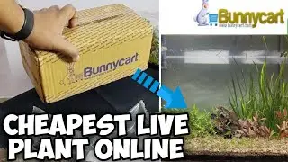 Aquarium live plant from BUNNYCART | Unboxing & Review @LushAqua