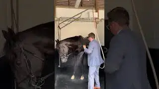Rebel's Romance enjoying his #RoyalAscot victory bath!