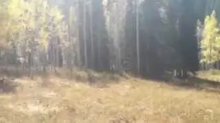 Canine Adventures