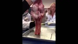 Summer Anatomy class. Cow knee