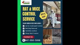 Rat & Mice Control Service in Danforth, Toronto