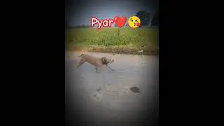 Ye Dhoka Nahi Dete ❤️❤️😘||#love  #ritikdogkennel177 #subscribe #dogbreed #funny #dogtype #pets #dog