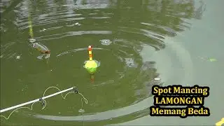 Jadi Betah Mancing DI Lamongan,!!Surga Buat Pemancing Liaran