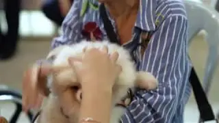 The Pride: This rescued &ldquo;Singapore Special&rdquo; gives the elderly a reason to smile