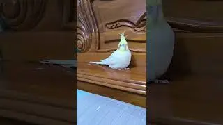 কিউট #birds #talkingparot #talkinganimal #nonstoptalkingparrot