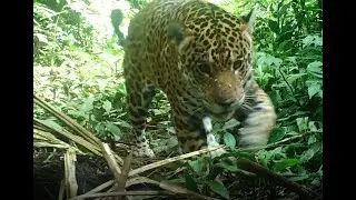 Jaguares, un nuevo negocio en el mercado negro (Documental)