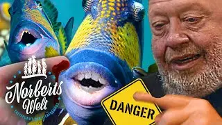 HEFTIGER als Piranhas | DRÜCKERFISCH hat menschliche Zähne | NORBERTS WELT | Zoo Zajac
