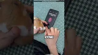 This Guy Trained His Rat to Unlock His Phone