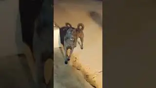 #help #animals #dog #streetdog #helpanimals #cute #short