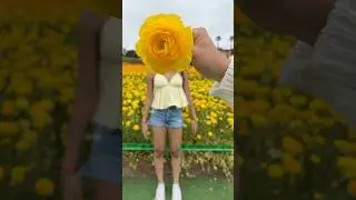 carlsbad flower fields!!💐 #viralshort ￼#tiktok #flowers #flowerfield #springcollection