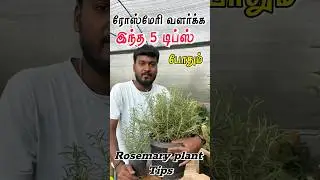 Rosemary plant growing tips 🥰🙏🌿