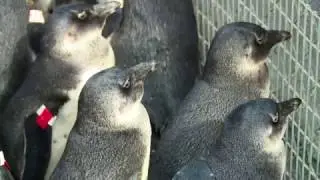 Saving African Penguins with SANCCOB: Rehabilitation