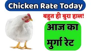 आज का थोक मुर्गा रेट || Broiler Rates Today || chicken rate today|| ALL INDIA POULTRY RATE ||