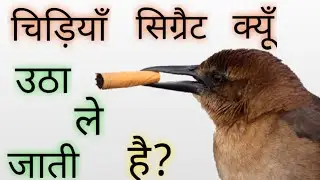 चिड़िया सिग्रैट क्यू उठा ले जाती है!! #a2motivation #arvindarorahits #shorts #A2kivaani(fanclub)