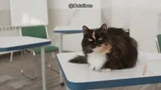 Wallpaper Scratching: Why Cats Do It and How to Stop Them From Destroying Your Furniture