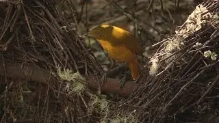 Golden Bowerbird Clip 2/2 HD VIDEO Australian Bird Media.