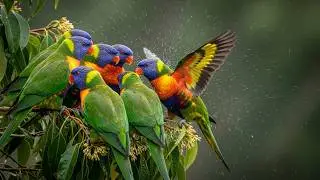 Soothing Bird Sounds & Relaxing Music 🦜 Stress Relief, Peaceful Mind, and Soul Healing