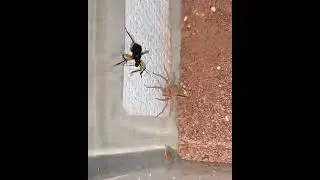 sand spider 🕷️ v/s Assassin bug 🪲 A-deadly encounter