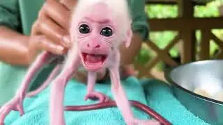 Tiny Adorable baby monkey Getting Save And Take Care With Milk