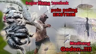 ⭕ Tumbangnya sang predator...  spot idaman para pemburu.. #BurungPecuk #burungKoak  #biawaksumatra