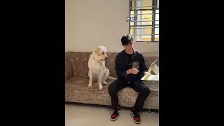 It really does look like 😂 #This dog is so human-like.